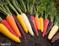 بذر هویج میکس