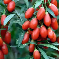 بذر گوجی بری قرمز | Red Goji Berry، با خواص آنتی‌اکسیدانی بالا