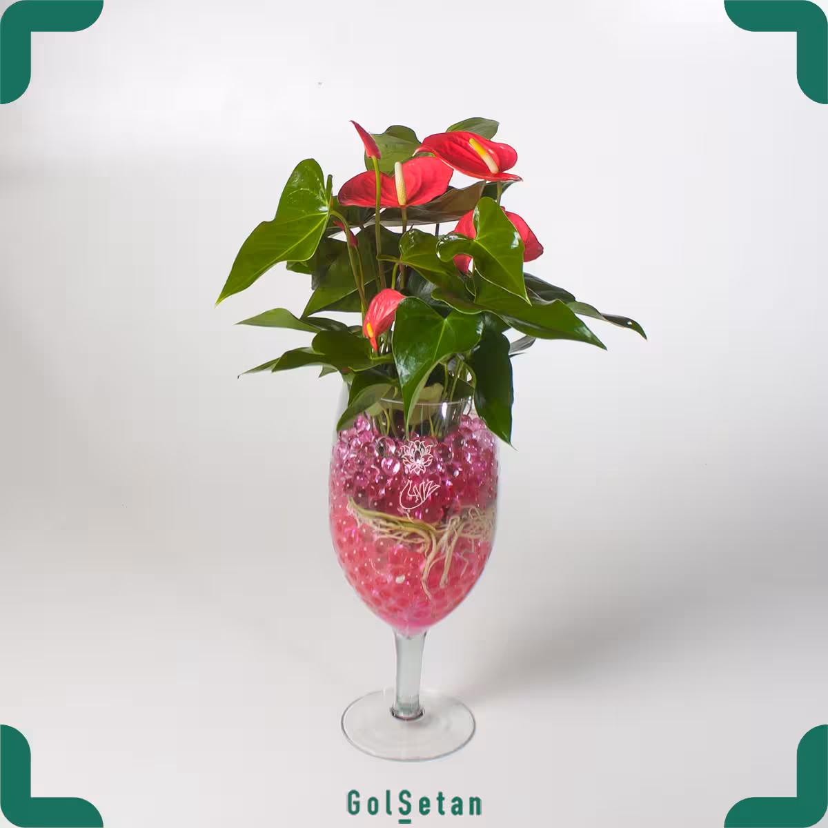 گیاه آنتوریوم در خاک ژله‌ای