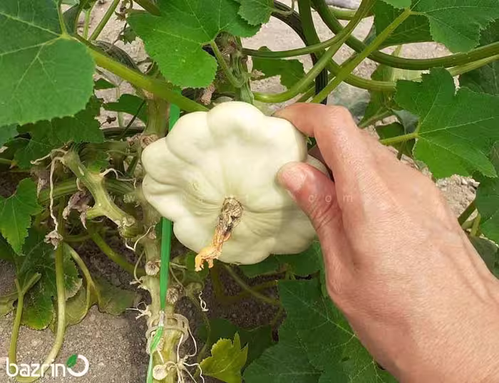 بذر کدو ستاره ای سفید