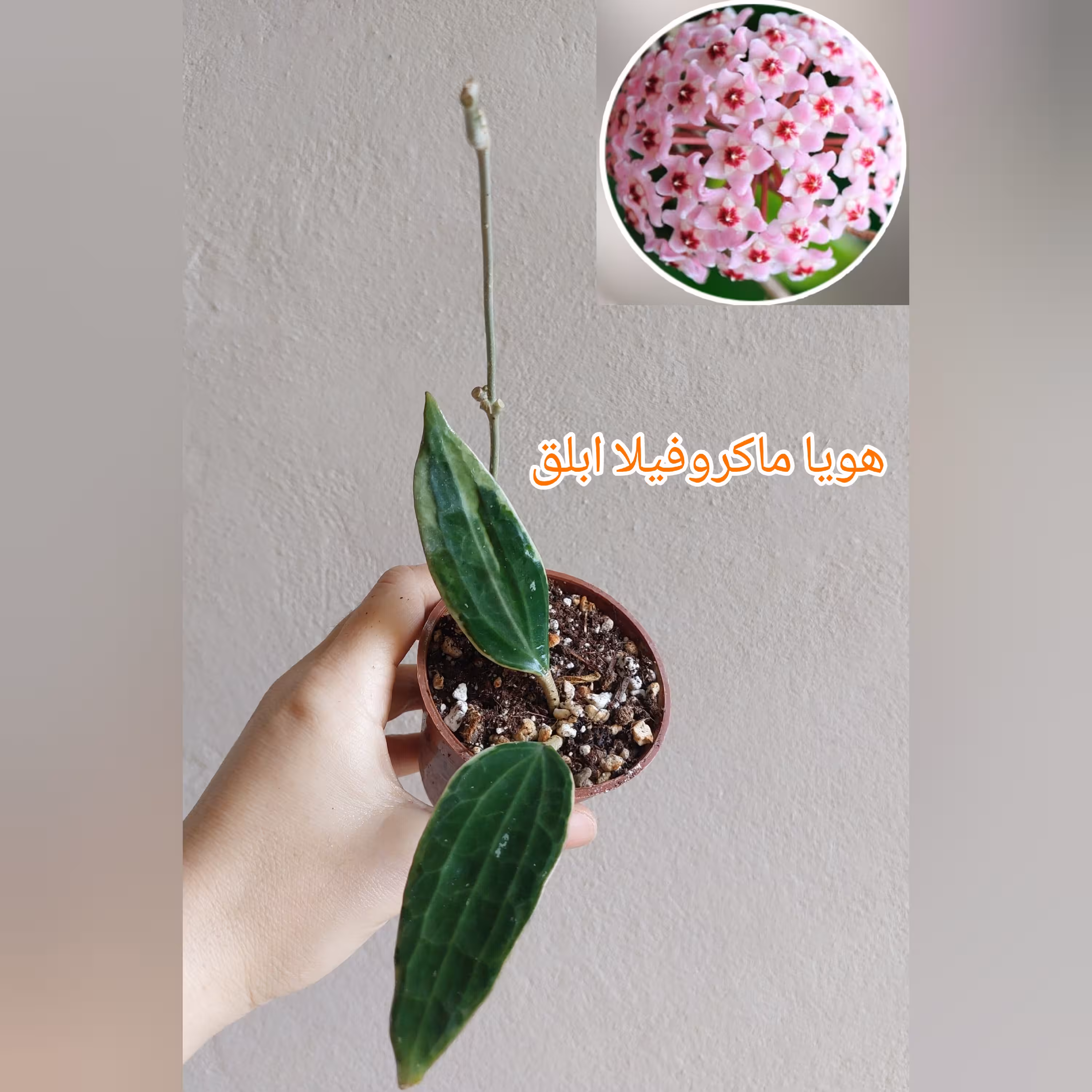 هویا ماکروفیلا ابلق گلدان سایز 8 ریشه پر
