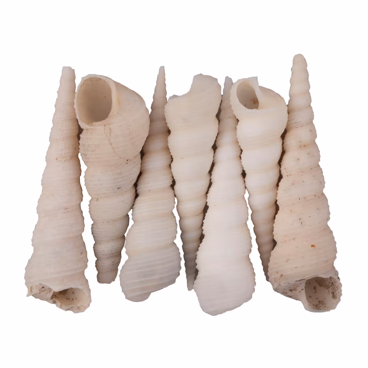 صدف تزیینی بسته 7 عددی