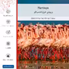 برچسب پوششی ماهوت مدل Flamingo مناسب برای گوشی موبایل نوکیا 3