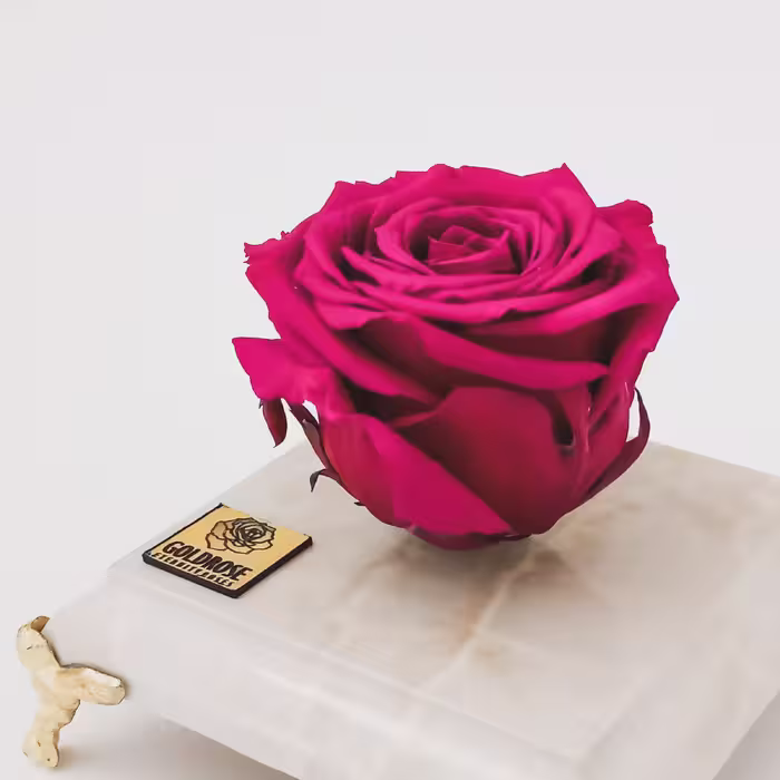 گل رز جاودان گلد رز مدل MAG126