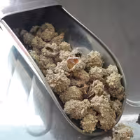 شکر تیغال 10  گرمی آسا