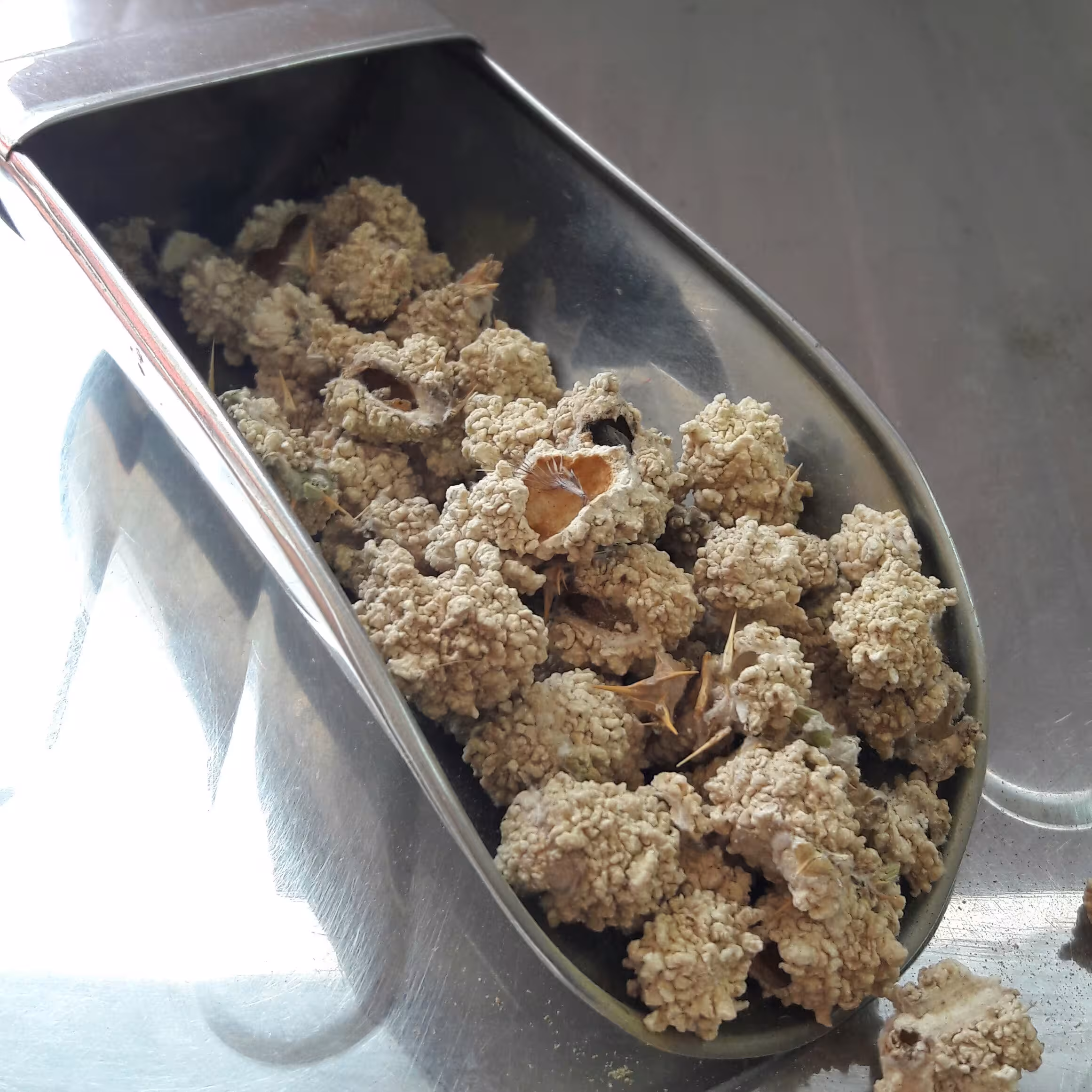 شکر تیغال 10  گرمی آسا