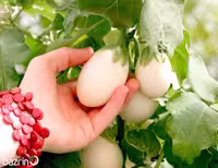 بذر بادمجان سفید مینیاتوری