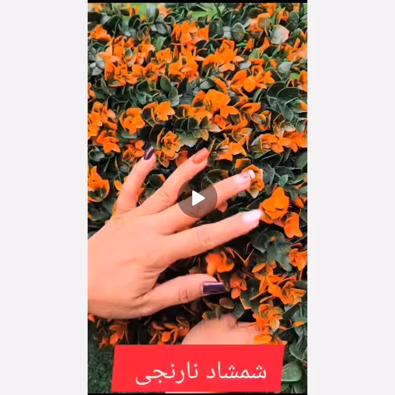 گرین وال شمشاد نارنجی ابعاد 40در60 cm (دیوار سبز/گرینوال)(پس کرایه)