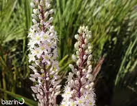 پیاز گل مریم (Drimia maritima)