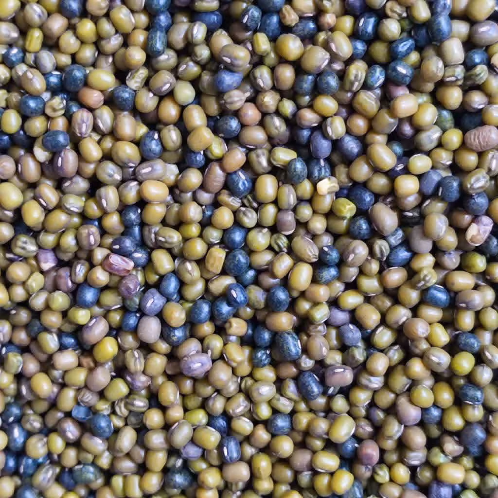 ماش بومی گتوند 1 کیلویی