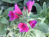 بذر گل گاوزبان ایرانی