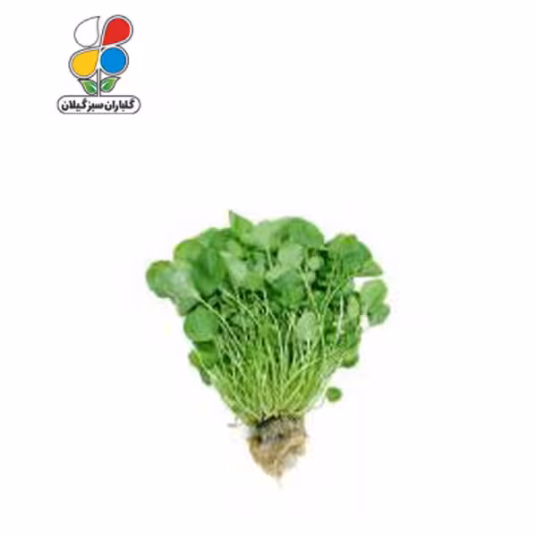 بذر شاهی بسته بندی بزرگ