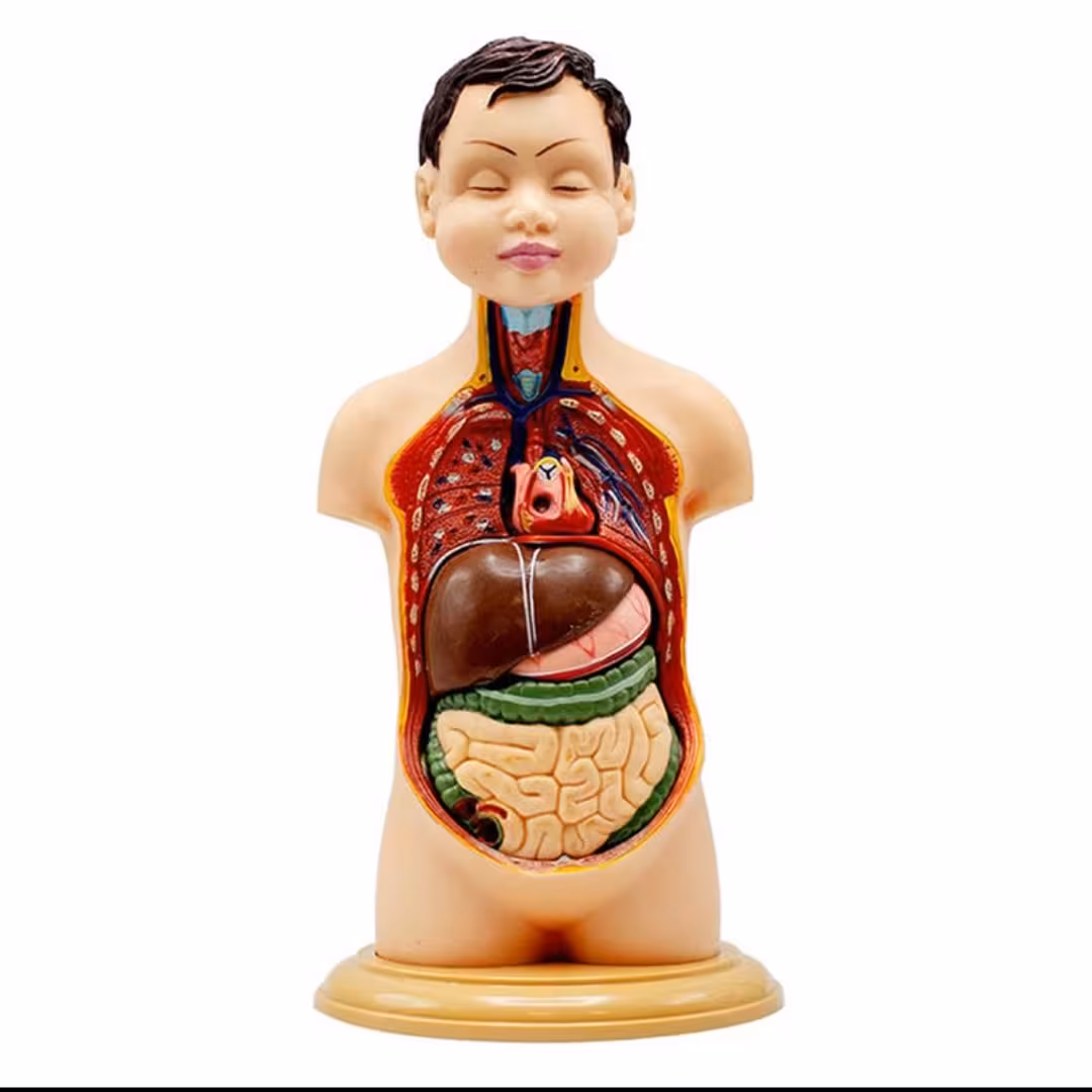 مولاژ نیم تنه انسان مدل عروسکی 