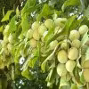 دانه جینکو