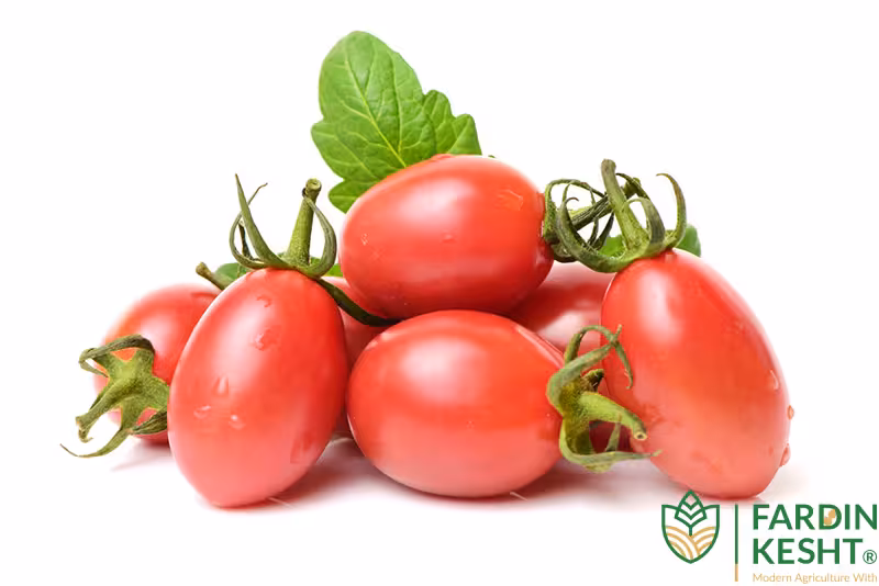 بذرگوجه فرنگی زیتونی قرمز هیبرید ژاپنی بسته 5 عددی