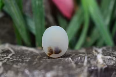 عقیق شجر برزیل