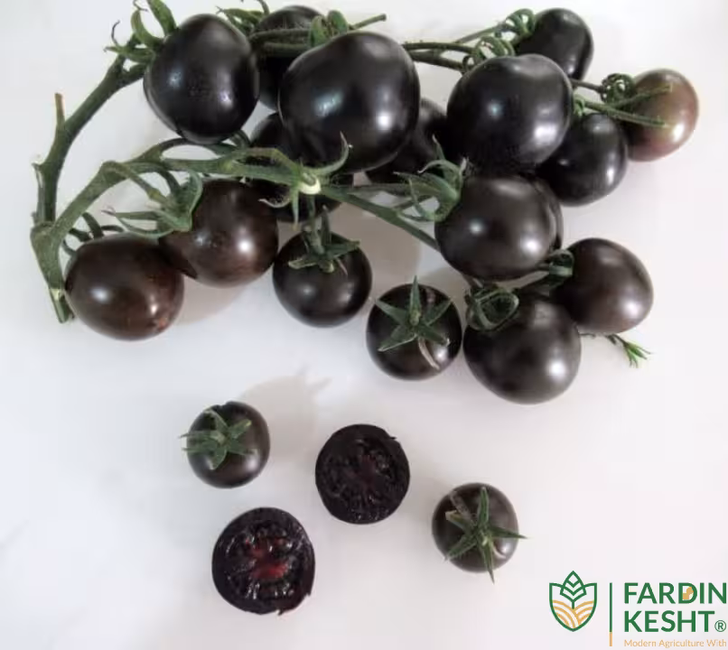 بذر گوجه سیاه چری تو مشکی فوق پربار اوکراینی بسته 5 عددی