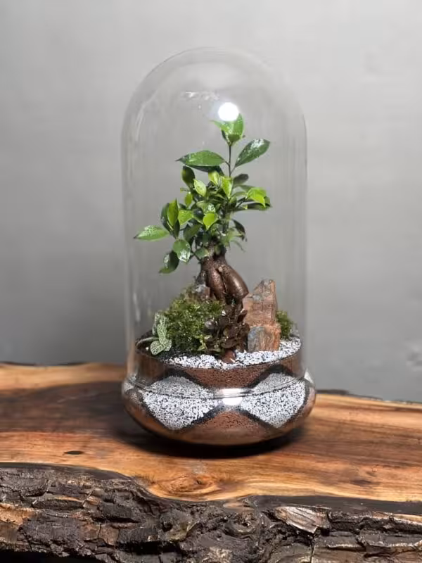 قیمت و خری تراریوم بنسای فیکوس طرح موج پلاس