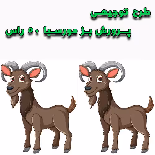 خرید و دانلود طرح توجیهی پرورش بز مورسیا 50 راس