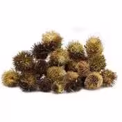 گیاه کمیاب طالح مکهنا یا کوکیلاکشاv(100گرمی )