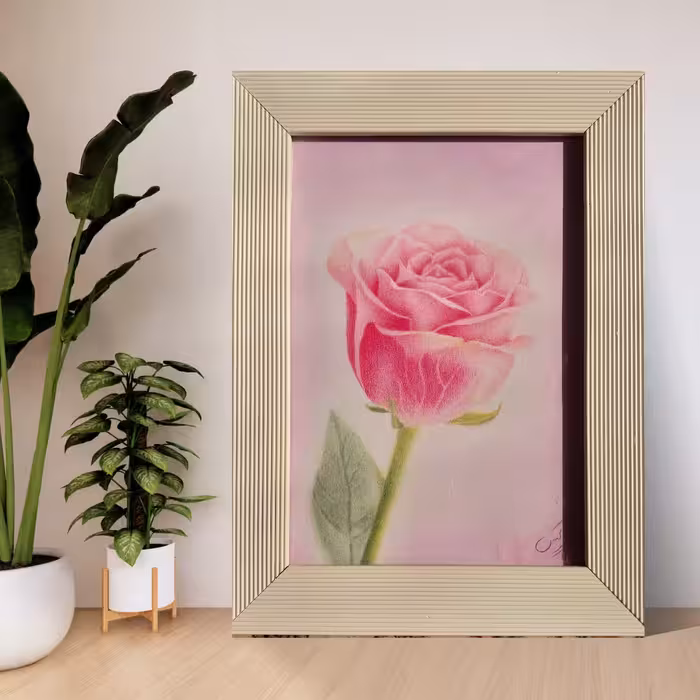 گل رز صورتی