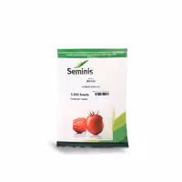 بذر گوجه فرنگی بریویو سمینیس شرکت فلات