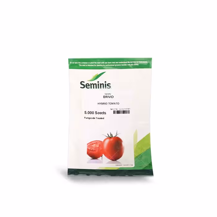 بذر گوجه فرنگی بریویو سمینیس شرکت فلات