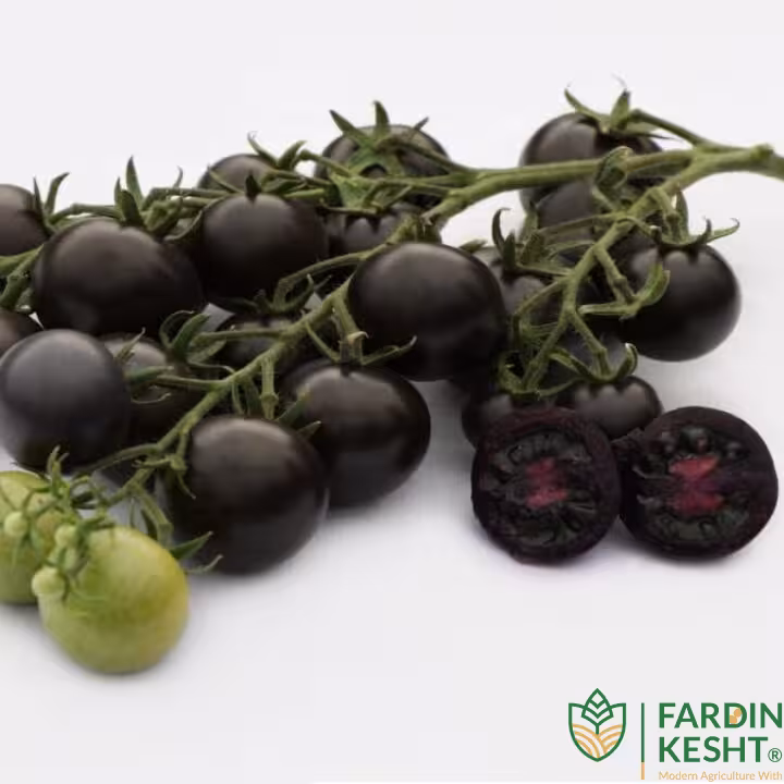 بذر گوجه چری سیاه تو مشکی هیبرید 3029 فوق پربار بسته 5 عددی