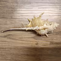 صدف دریایی لحظه مدل  Hedgehog 