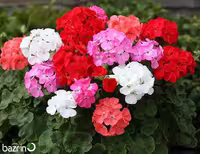 بذر گل شمعدانی میکس F1