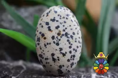 جاسپر دالماسی