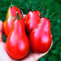 بذر گوجه گلابی قرمز درشت درختی