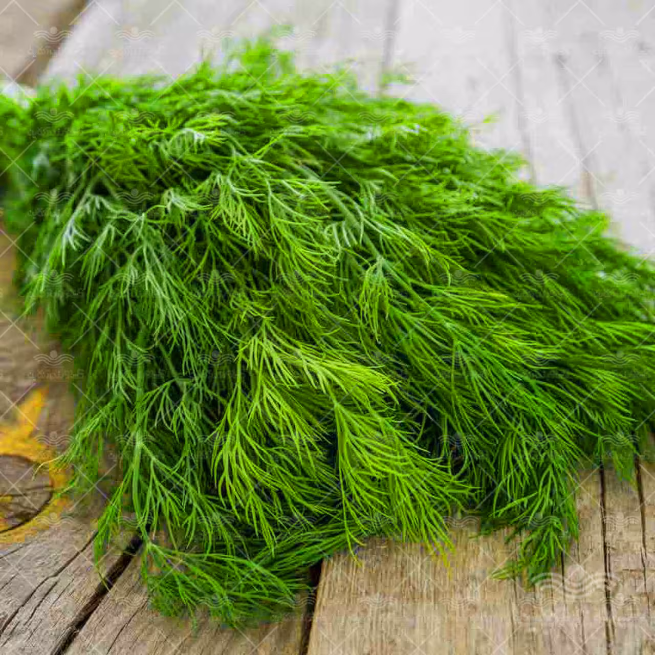 بذر سبزی شوید خانگی