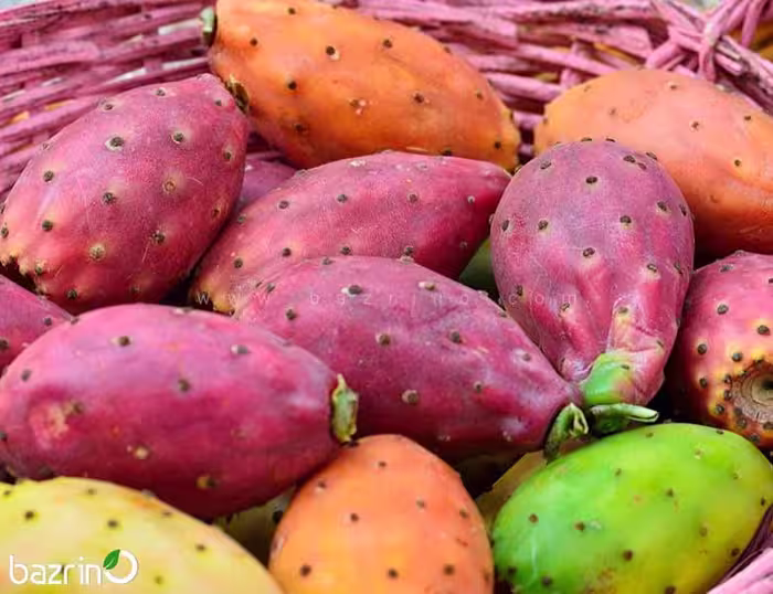 بذر کاکتوس اپونتیا، بسته مخلوط