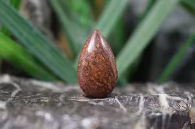 فسیل استخوان دایناسور