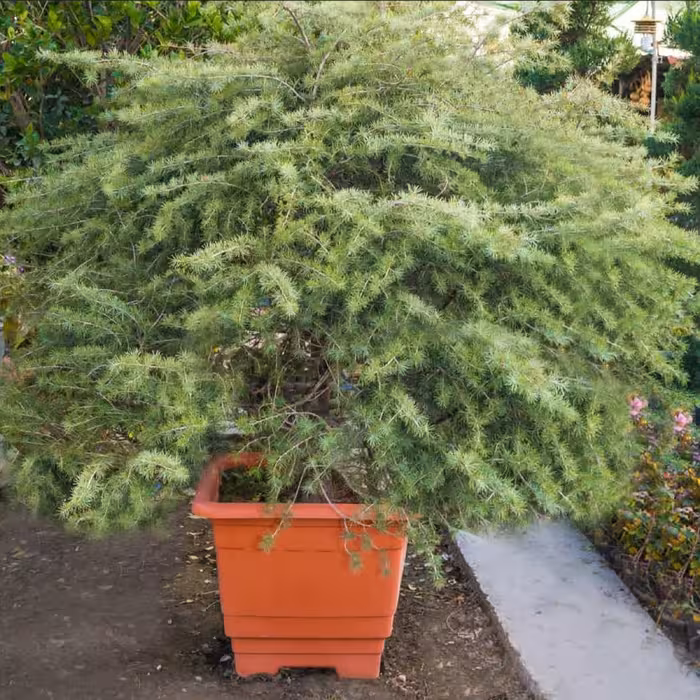 گلدان گلپونه مدل پلاستیکی مربع کد 118