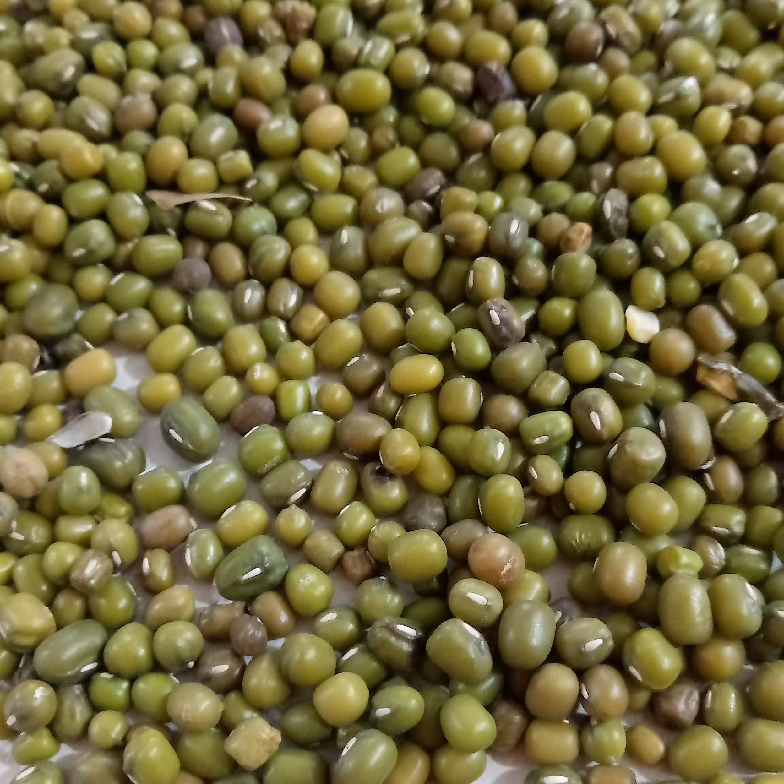 ماش خوش پخت