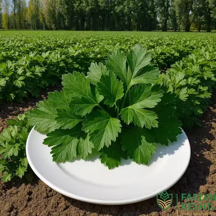 بذر جعفری ایتالیایی برگ درشت بسته 100 عددی