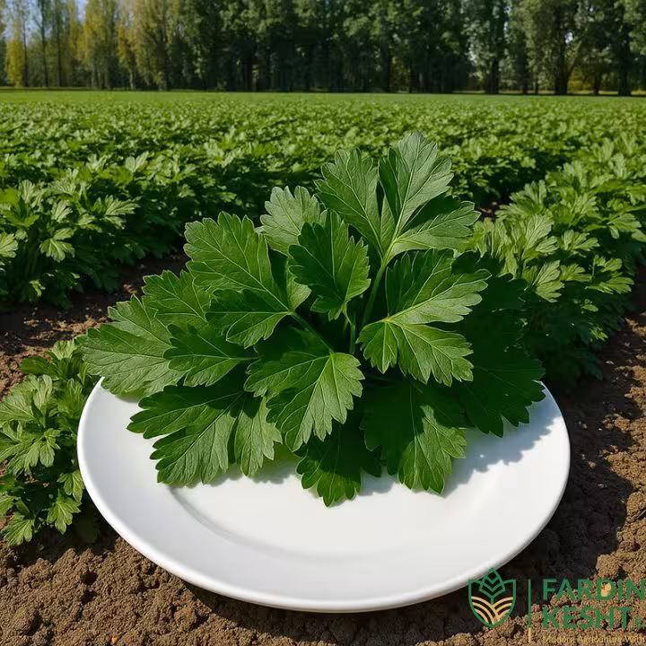 بذر جعفری ایتالیایی برگ درشت بسته 100 عددی