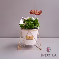 گلدان گیاه صونا