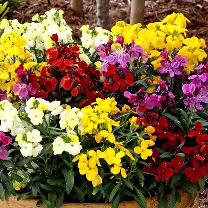بذر شب بو خیری