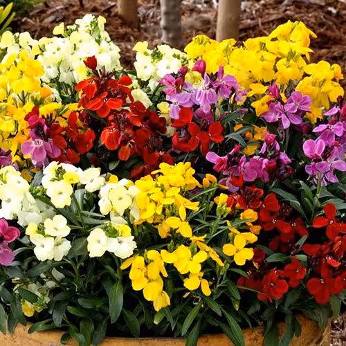 بذر شب بو خیری