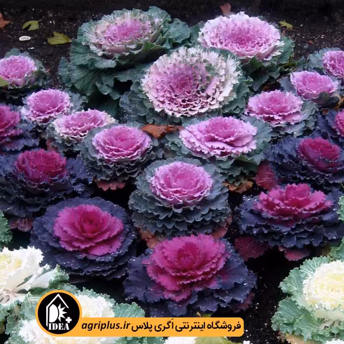 بذر کلم زینتی