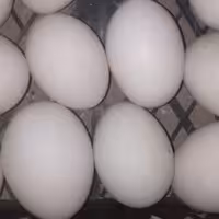تخم اردک مصری (50عددی)