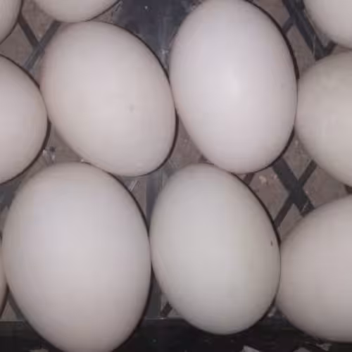 تخم اردک مصری (50عددی)