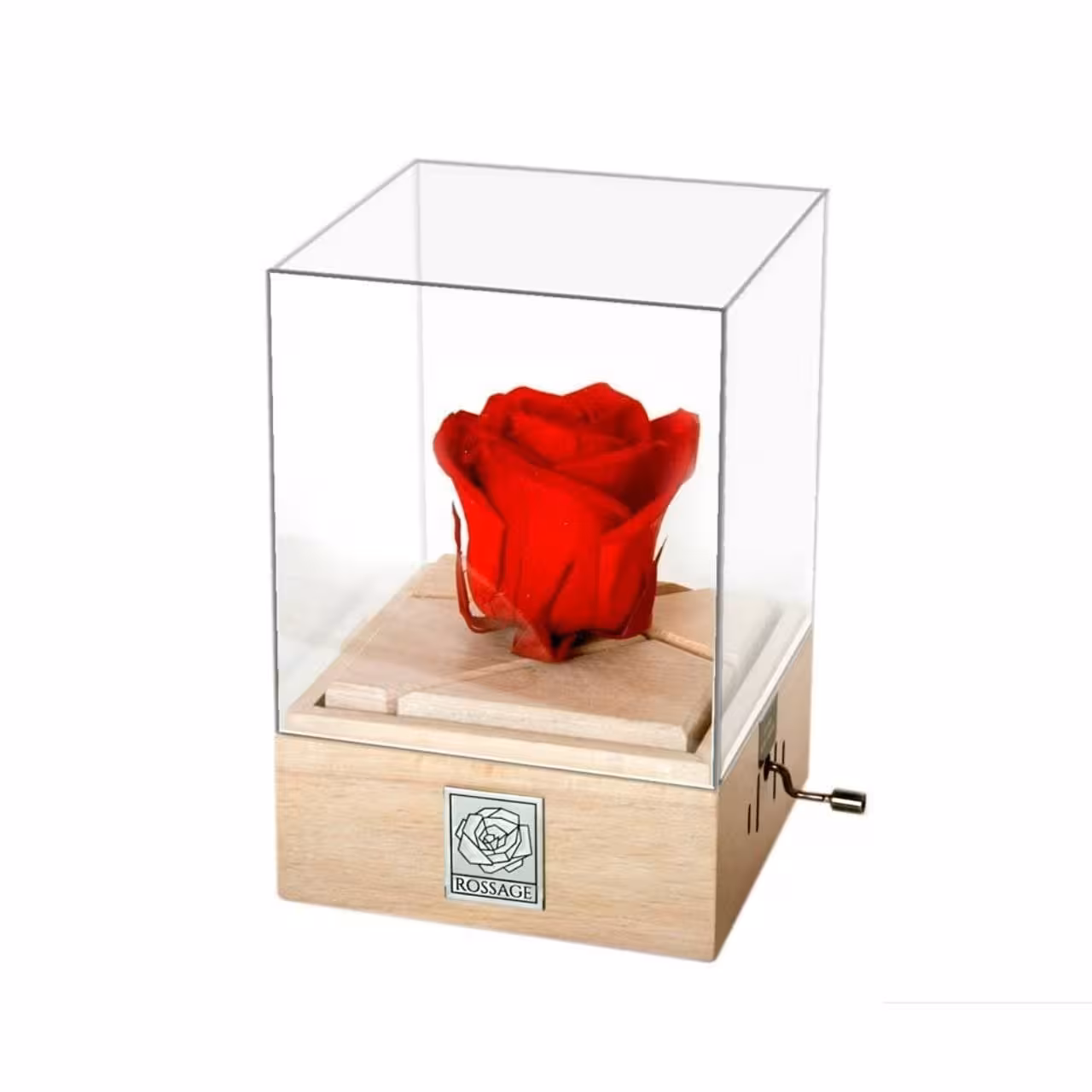 گل رز با ملودی Romeo Juliet