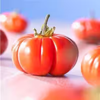 بذر بادمجان چروک
