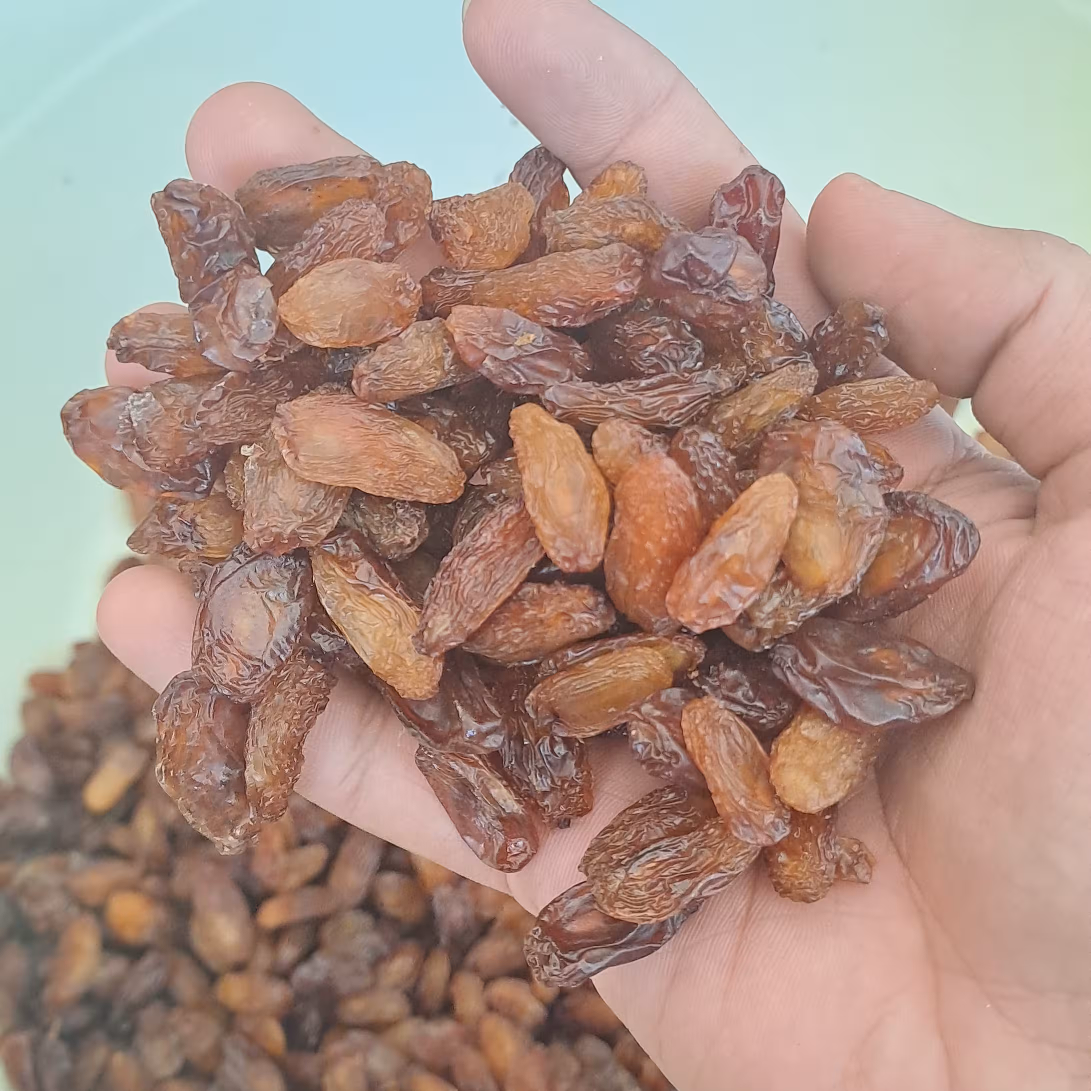 مویز شغاری درجه یک (یک کیلویی)