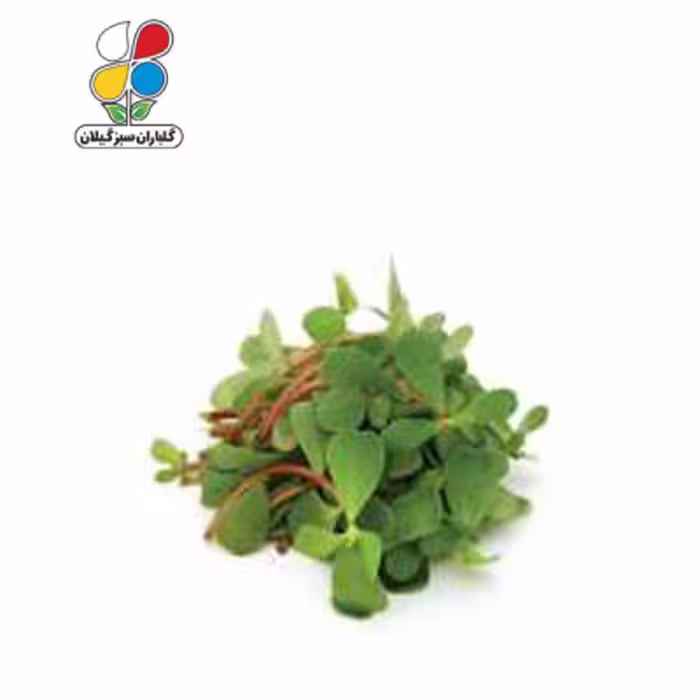 بذر خرفه بسته بندی بزرگ