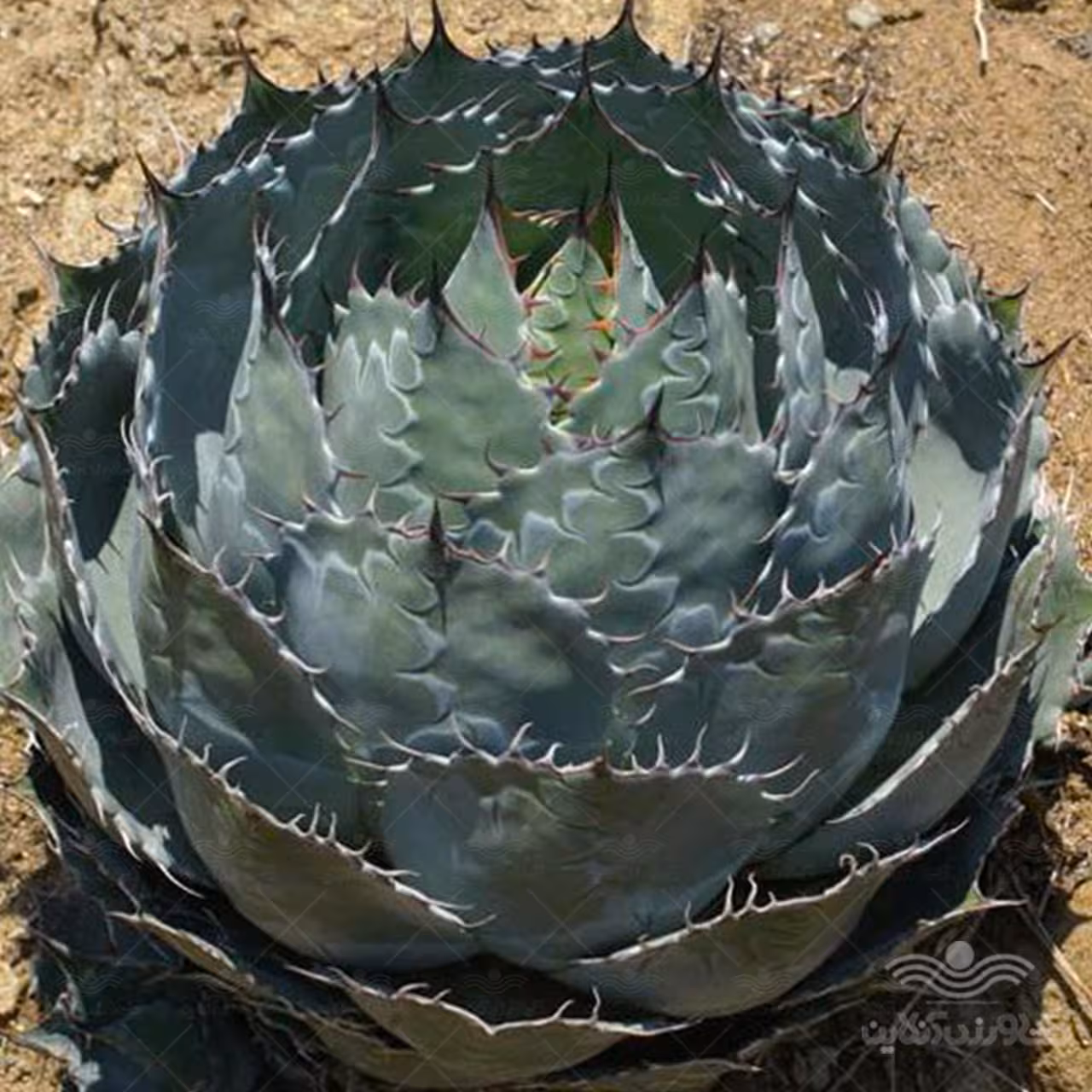 بذر گل کاکتوس آگاو پاراسانا